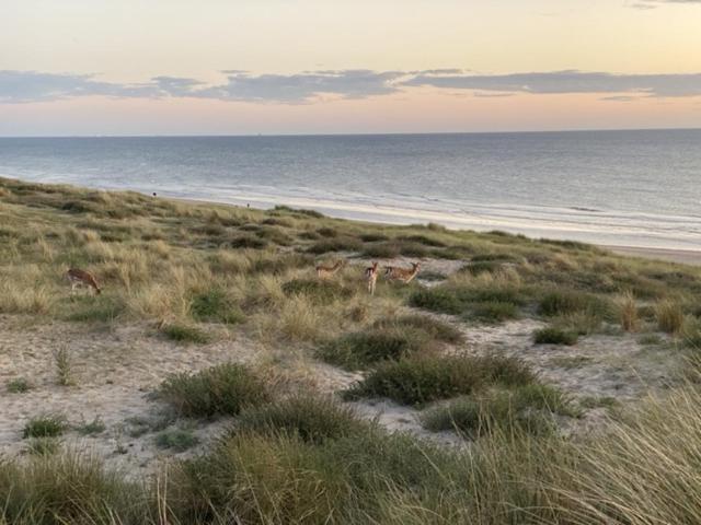 Blue Fish Διαμέρισμα Zandvoort Εξωτερικό φωτογραφία